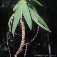 Oberonia thwaitesii Hook.f.